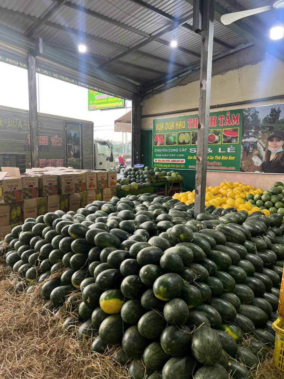 Vựa Dưa Hấu Đỏ Dài Long An Số Lượng Lớn Tại TPHCM