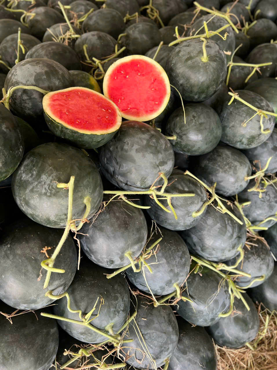 Vựa Dưa Hấu Đỏ Tròn Long An Số Lượng Lớn Tại TPHCM