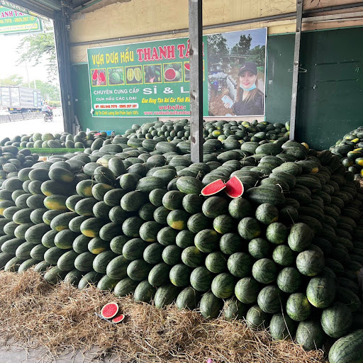 Vựa Dưa Hấu Long An Sỉ-Lẻ Tại TpHCM
